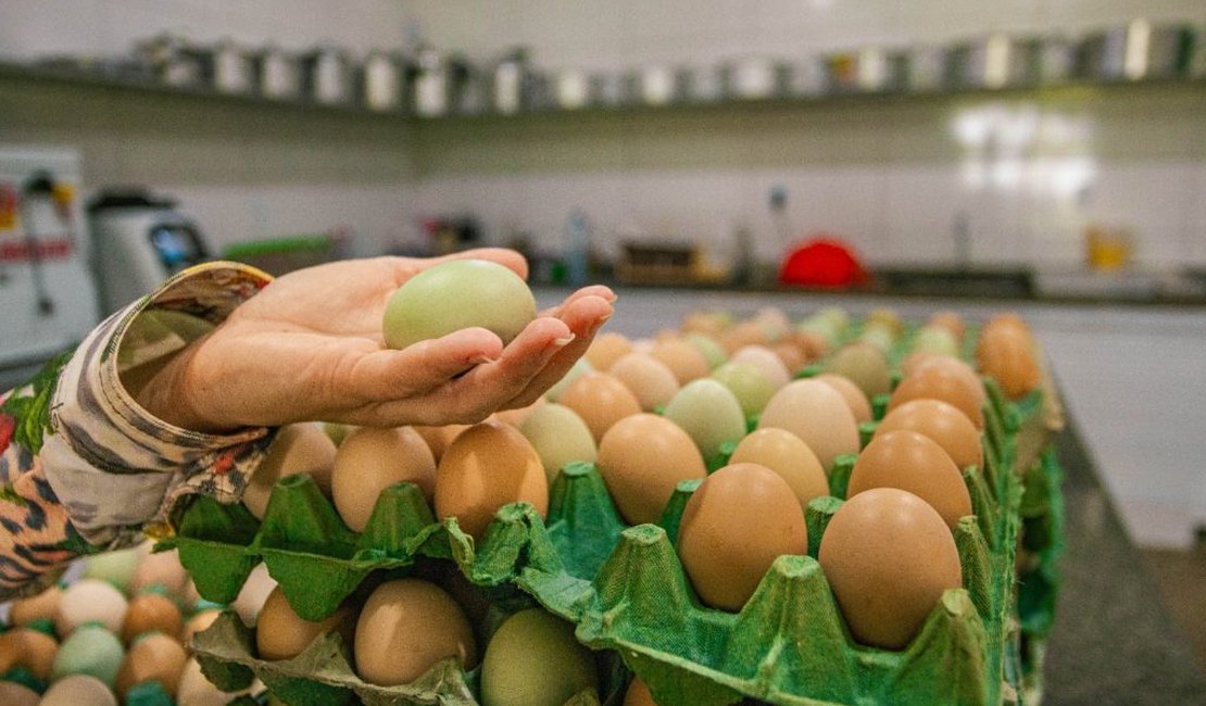 Educação promove seminário de avicultura e suinocultura dentro do Arapiraca Agroshow