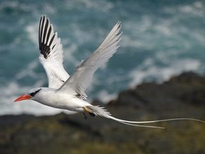 Ufal será representada em projeto nacional sobre aves marinhas do Brasil