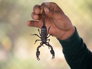 Três bairros de Maceió tem aumento expressivo de acidentes com escorpião