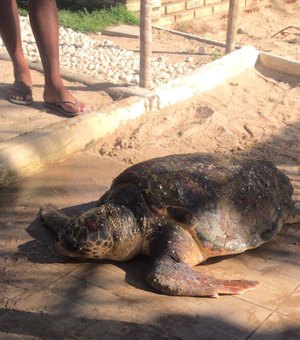 Tartaruga é achada debilitada na Praia de Japaratinga