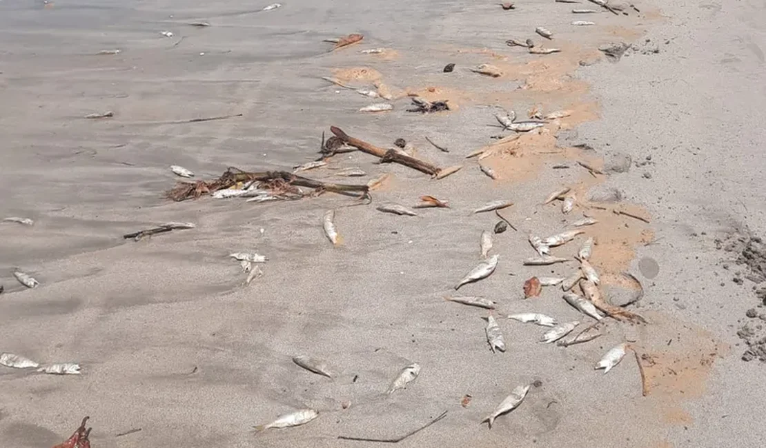 [Vídeo] Peixes mortos são encontrados em praia na Barra de Santo Antônio