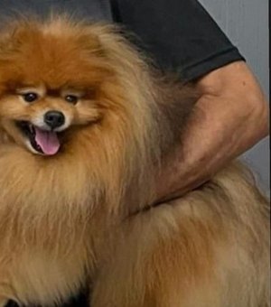 Familiares de cachorro faz apelo para localizar animal desaparecido