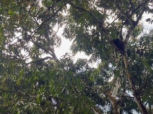 [Vídeo] Macaco bugio é capturado por órgãos ambientais na zona rural de Satuba