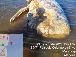 Baleia é achada morta na Praia de São Bento
