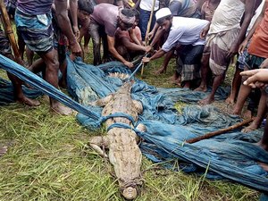 Crocodilo de espécie considera extinta em Bangladesh é capturado no país