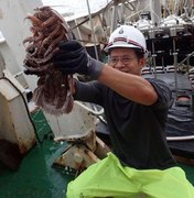 Cientistas encontram 'barata gigante' que vive no fundo do mar