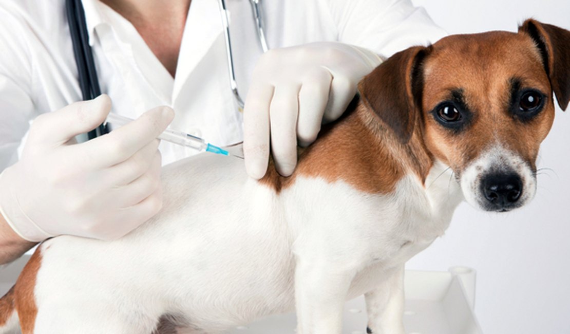Mês do Cachorro Louco: CRMV alerta para prevenção contra a Raiva