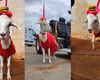 Cabrita passeia de coleira, convive com cães e gatos e vira celebridade no interior de SP