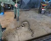 Jiboia é encontrada dentro do motor de carro em oficina de Maceió