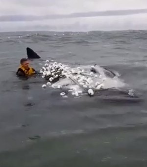 Surfista leva 3h para salvar filhote de baleia preso em rede de pesca em SC