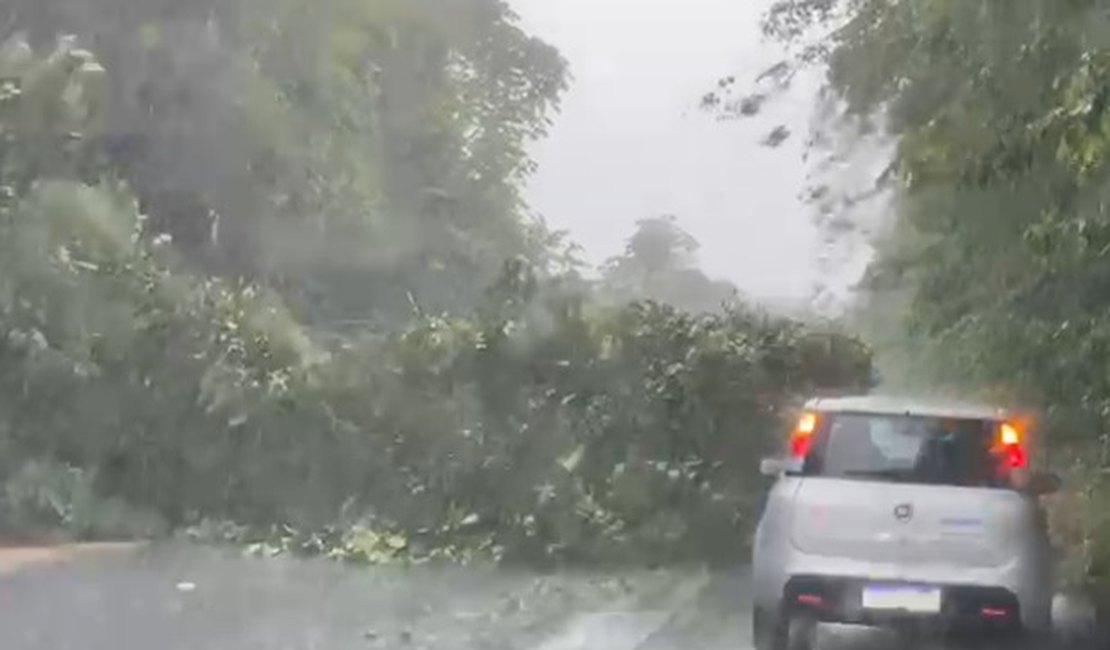 Chuva derruba árvores na BR - 104 e deixa trânsito lento