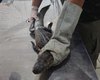 Período chuvoso aumenta a presença de animais silvestres em áreas urbanas