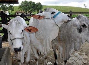 Projeto genético de rebanho faz 1º implante de embrião