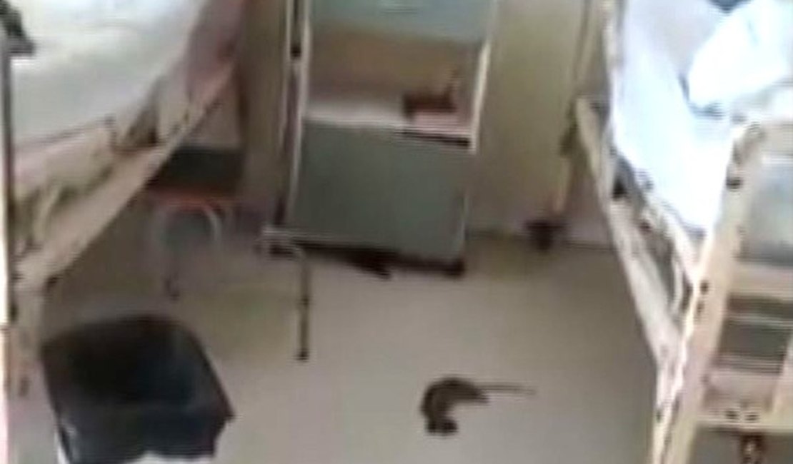 Ratazana é achada morta dentro de hospital em meio a pacientes