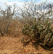 Caatinga sofre degradação crônica mesmo em áreas sem desmatamento