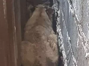 Leão causa pânico ao se aproximar de área residencial em Nairóbi