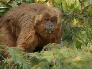 Delmiro Gouveia realizará Semana da Caatinga com foco na preservação do Macaco-Prego-Galego
