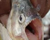 Peixe carnívoro deixa homem ferido nas águas do Rio São Francisco em AL