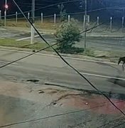 Cavalo solto na pista causa acidente na Avenida Josefa de Melo, em Maceió