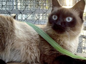 Braskem e Ufal promovem vacinação de gatos nesta quarta (29), no Pinheiro