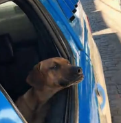 Cachorro caramelo vira “quarto integrante” de equipe policial