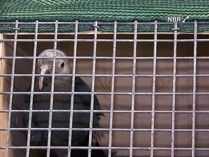 Três de 20 ararinhas-azuis soltas na Bahia foram mortas por predadores