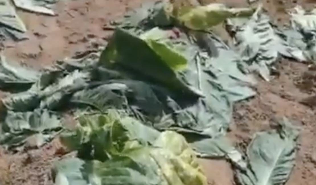 Agricultor arapiraquense tem plantação de fumo destruída por vândalos