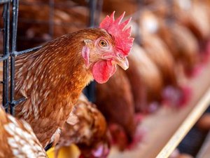 Vacina contra salmonela usada em aves no Brasil fez surgirem bactérias resistentes a antibióticos