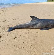Filhote de golfinho é encontrado morto na Praia de Ipioca, em Maceió