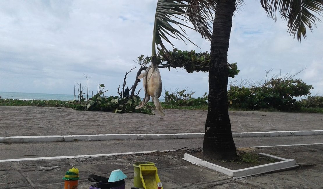 Tartaruga é pendurada em árvore após ficar encalhada na Av. da Paz