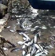 Poluição pode ter provocado morte de peixes na lagoa Manguaba