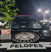 Polícia Militar apreende pé de maconha em Joaquim Gomes