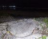 Tartaruga marinha desova na Praia da Avenida, em Maceió