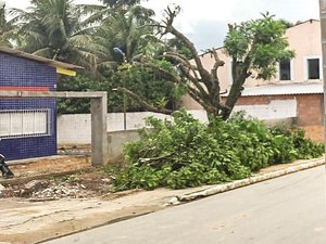Demolição de árvores em escola causa polêmica no Passo de Camaragibe