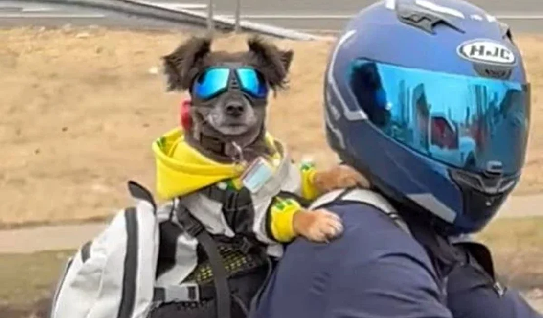 Tutor leva cachorro na moto com óculos de proteção e encanta web