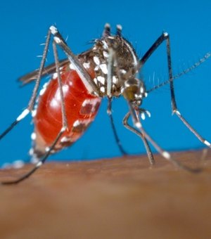 Fundação de Bill Gates quer combater o vírus zika usando mosquitos com DSTs