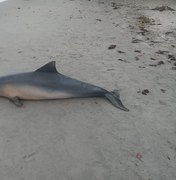 Instituto Biota confirma que golfinho morreu por asfixia