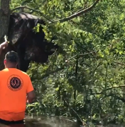 Vaca fica presa em árvore após passagem de furacão Ida e mobiliza socorro