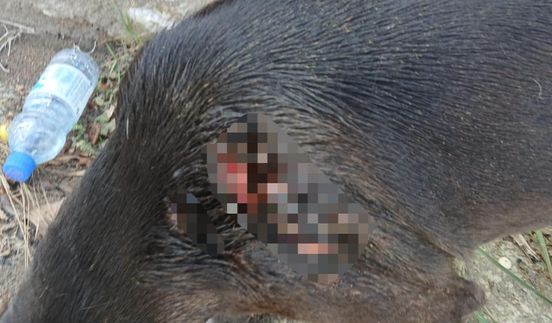 Polícia Civil investiga ataque a cão comunitário em Maceió