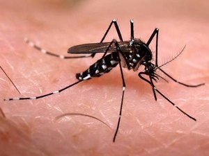 Aedes aegypti já se tornou mosquito doméstico