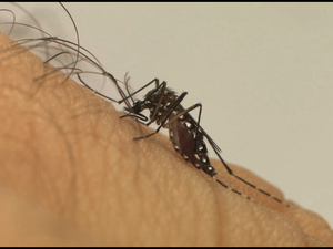 Alagoas é o segundo estado com menos casos de dengue no NE