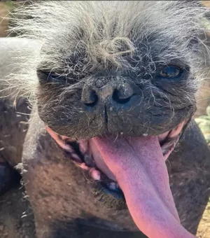 Mr. Happy Face é eleito o cão mais feio do mundo na Califórnia (EUA)