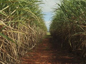 Em AL, alta de 11,7% assegura maior safra de cana-de-açúcar dos últimos 4 anos