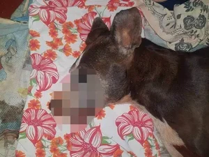 MP denuncia homem que arrastou cadela na moto e causou morte do animal