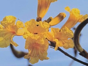 Pesquisadores da Uneal identificam espécies de flores da avenida Ceci Cunha em Arapiraca