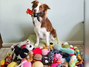 Cadela brasileira é destaque entre cães 'geniais' de estudo sobre memória