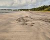 Arraias são achadas mortas na Praia de São Bento