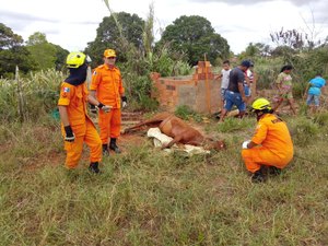 Bombeiros resgatam cavalo que caiu em buraco, em Arapiraca