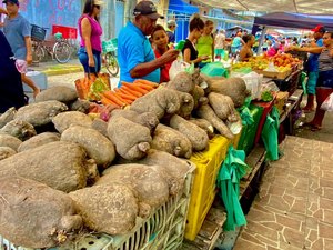 Preço do quilo do inhame assusta consumidores de Maragogi