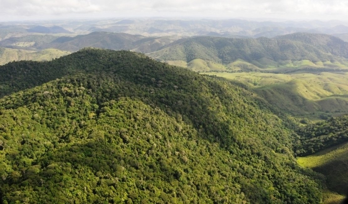 Inventário Nacional fará mapeamento de floresta alagoana